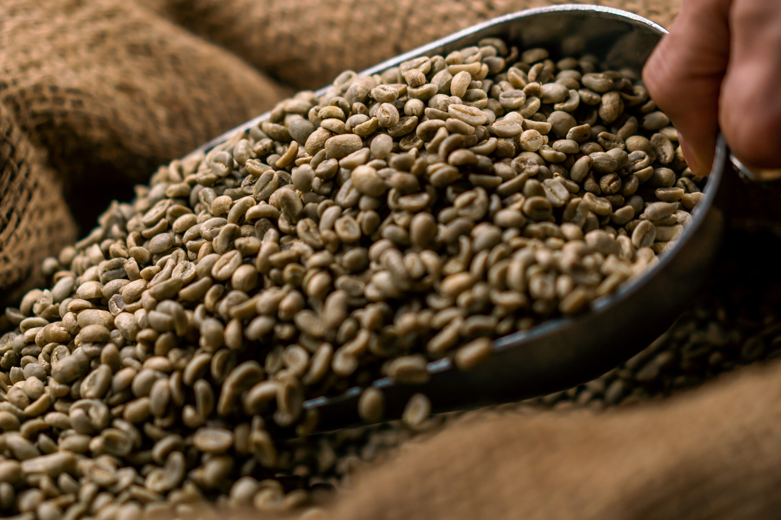 close up of green raw coffee beans lie in a bag wi 2024 12 02 15 56 08 utc scaled - Empresa