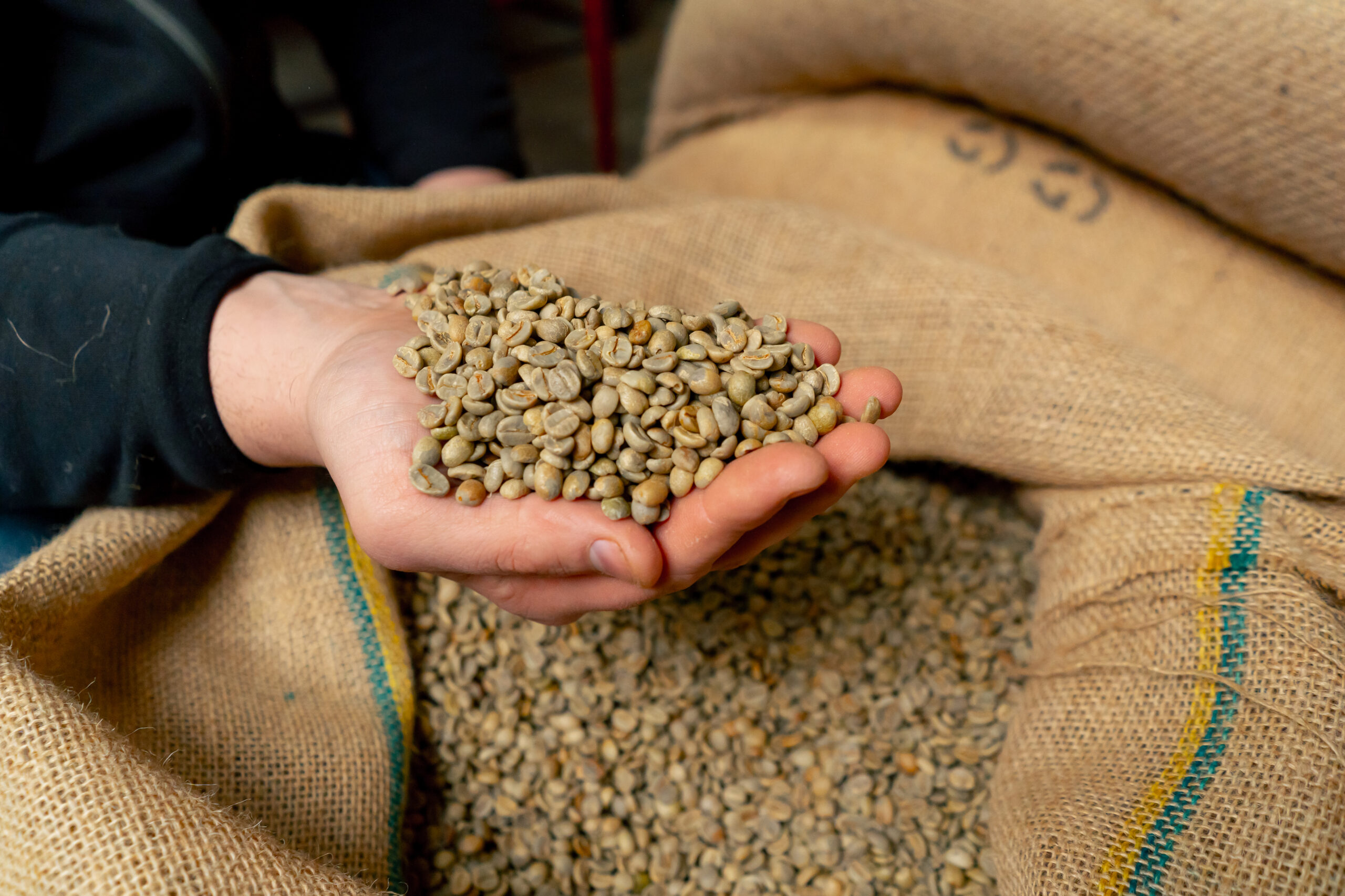 close up of coffee roasting factory a worker holdi 2024 11 26 09 53 23 utc scaled - Caf&eacute; verde
