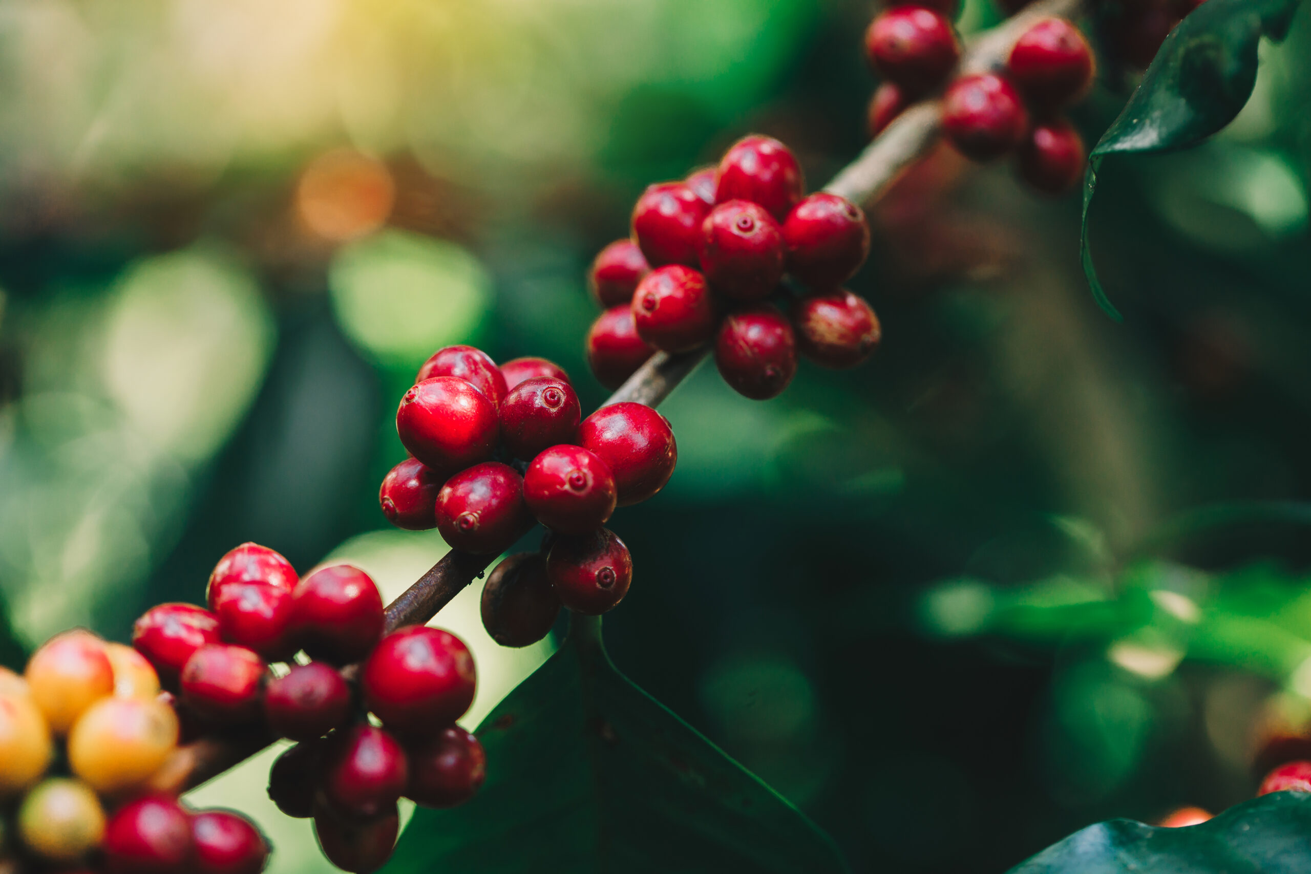 coffee beans ripening on tree in north of thailand 2025 02 11 09 29 47 utc scaled - Caf&eacute; verde