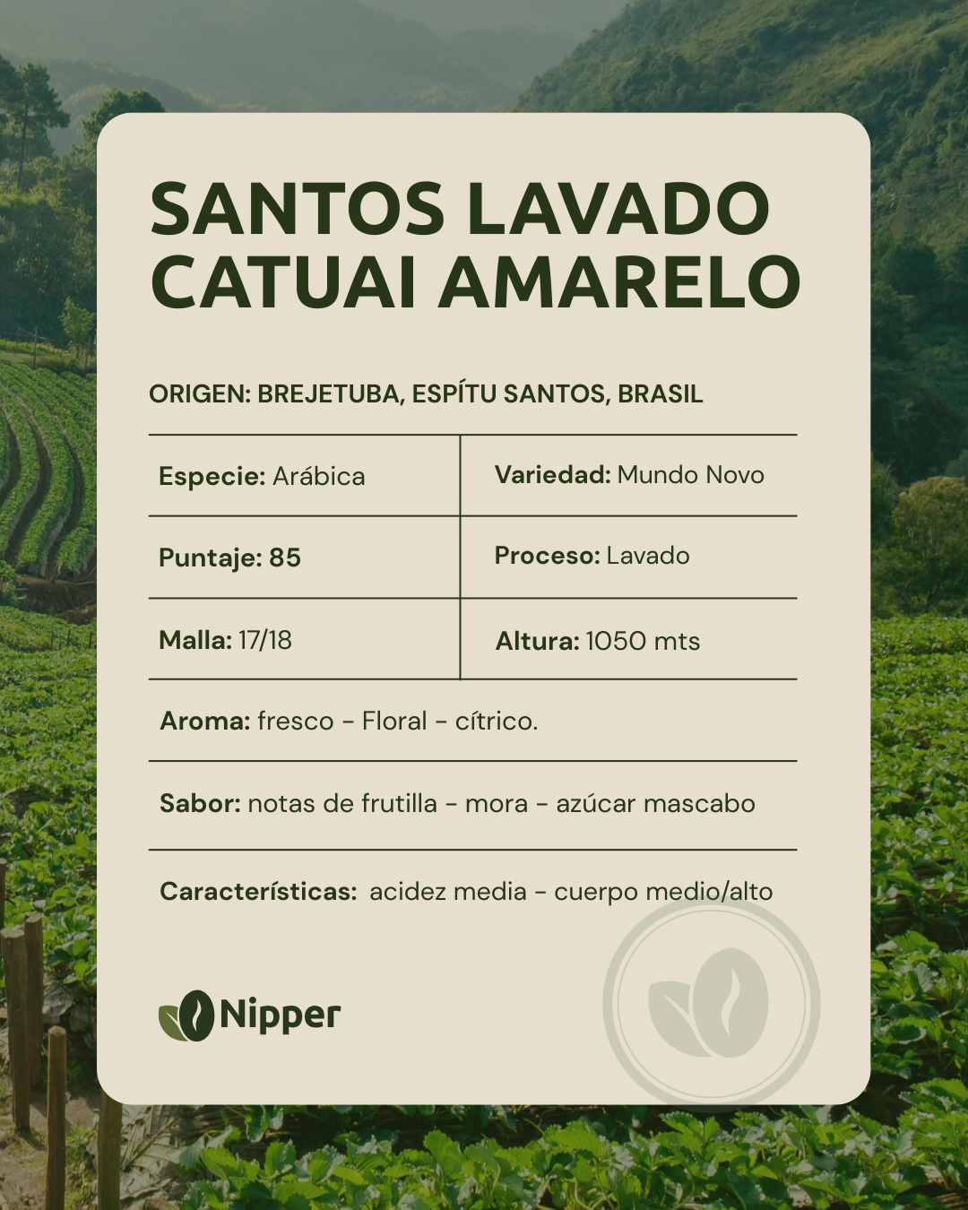 Café verde 6 1 - Café verde